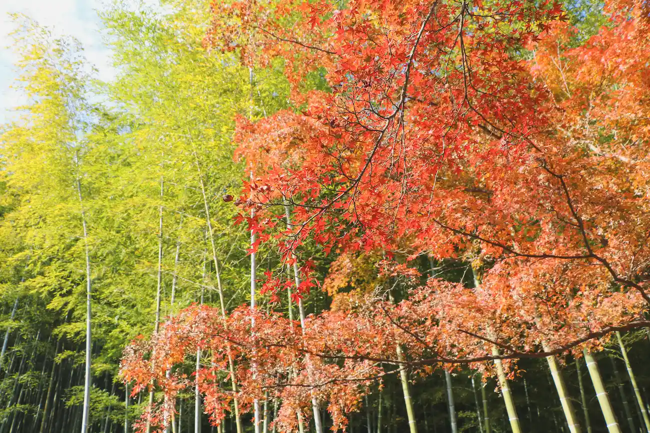 紅葉と竹林